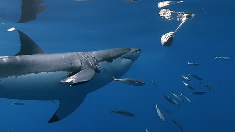 Gran-Depredador-De-Tiburón-Blanco-Siguiendo-El-Cebo-De-Cabeza-De-Atún-Cerca-De-La-Superficie-Del-Océano