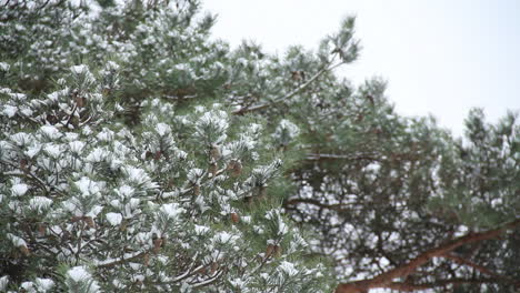 Snow-covered-pine-tree-branches---close-up