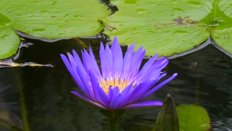 Honey-Bees-Pollinating-Beautiful-Purple-Waterlily-Flower