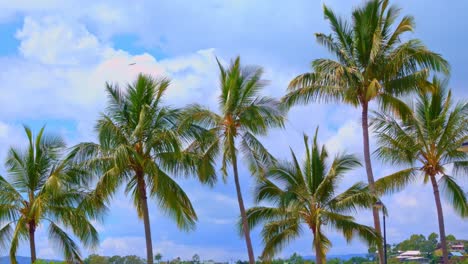 Palm-trees-in-a-sunny-day-moved-by-wind,-slow-motion