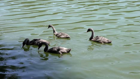 Un-Grupo-De-Cisnes-Con-Una-Madre-Nadando-En-Un-Estanque