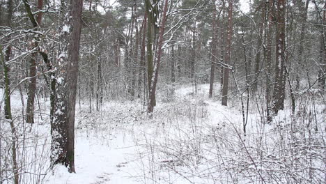 Snow-covered-forest---locked-shot