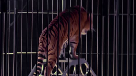 Tiger-circus-show-Tiger-circus-show