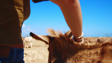 Young-girl-gently-patting-and-playing-with-a-beautiful-brown-donkey-in-the-countryside-of-Bonaire,-Caribbean