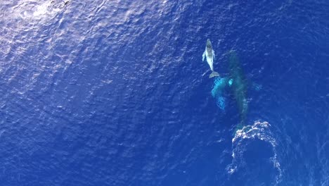 A-humpback-whale-mother-and-calf-in-the-ocean-with-human-divers-swimming-nearby---aerial