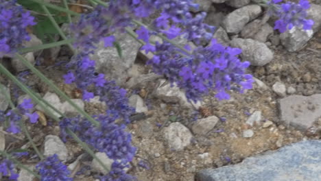 Close-up-footage-of-a-bumble-bee-pollinating-lavender-flowers-in-a-rocky-botanical-garden,-in-the-countryside