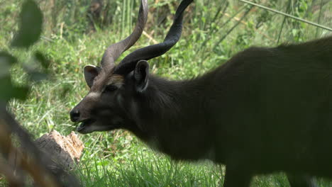 Antilope,-Die-Grast,-Dann-Den-Kopf-Hebt,-Um-Sich-Umzusehen,-Während-Sie-Gras-Kaut,-Selektive-Fokusaufnahme,-Mit-Verschwommenen-Blättern-Im-Vordergrund