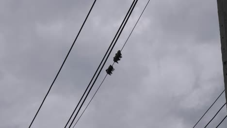 Small-flock-of-birds-sitting-perched,-balancing-on-telephone-or-power-cables-overhead