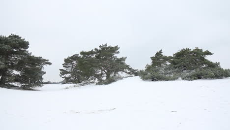 Pan-of-trees-in-snow-covered-hilly-area---left-to-right