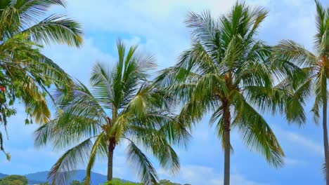 Tropical-palm-trees-near-the-beach