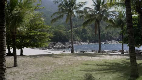 Walking-through-lush-green-open-palm-trees-towards-sandy-cove-beach-front-view