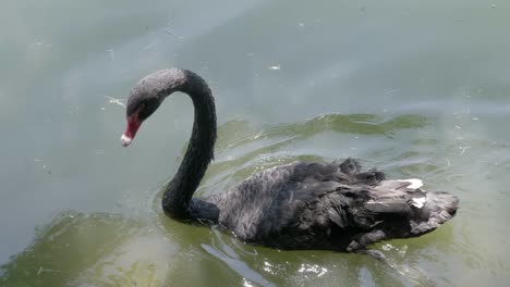 Hermoso-Cisne-Negro-Buscando-Comida-En-Un-Estanque