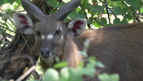 Nahaufnahme-Einer-Seltenen-Sitatunga-Antilope-Mit-Großen,-Abgerundeten-Ohren-Und-Verdrehten-Hörnern-Im-Wald,-Fliegen-Im-Gesicht