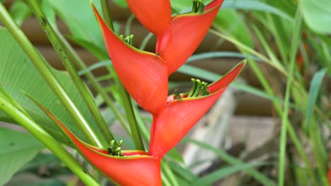 Rote-Heliconia-Rostrata-Blume-In-Tropischer-Umgebung-Grünes-Laub