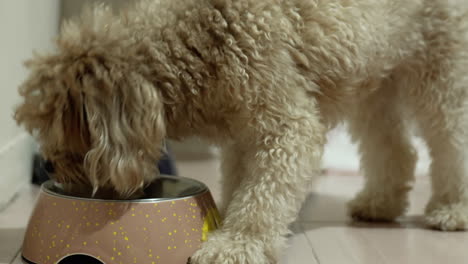 Süßer-Brauner-Hund,-Der-Aus-Seinem-Behälter-Isst