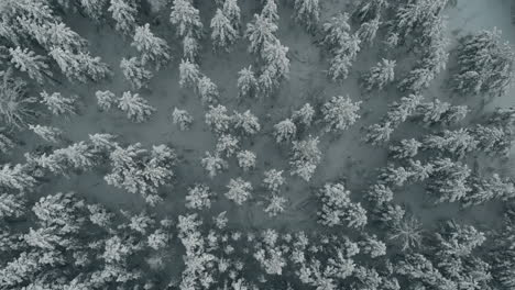 Antenne,-Vogelperspektive,-Drohnenschuss,-über-Schneebedeckten-Bäumen-Und-Winterlichem-Wald,-Im-Morgengrauen,-In-Der-Nähe-Des-Saimaa-Sees,-An-Einem-Sonnigen-Winterabend,-Bei-Pyhaselka,-Vuoniemi,-In-Pohjois-Karjala,-Finnland