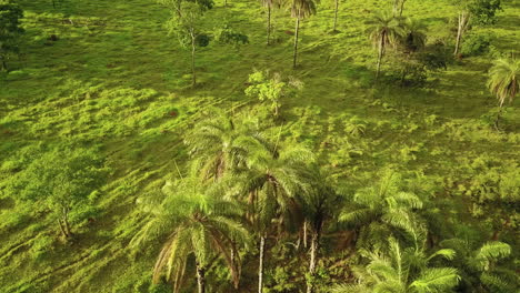 Fliegen-über-Coyol-Palmen-Im-Brasilianischen-Dschungel,-Während-Sich-Menschen-Nähern,-Um-Macauba-Früchte-Zu-Sammeln,-Um-Daraus-Öl-Herzustellen