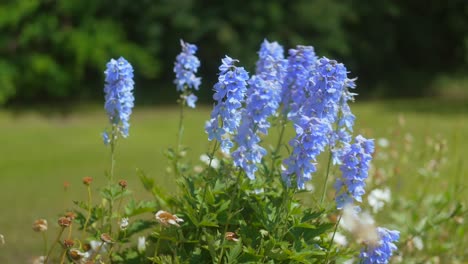 Delphiniums-in-the-garden-on-a-summer-day