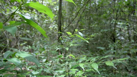 Slow-panning-shot-across-lush-green-leaves-in-woodland-scene