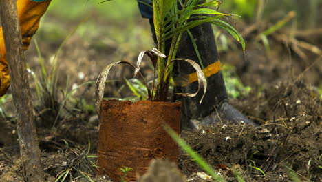 Close-up-shot-as-a-worker-unfolding-a-coyol-macauba-palm-tree-seedling-from-a-bag,-ready-to-plant