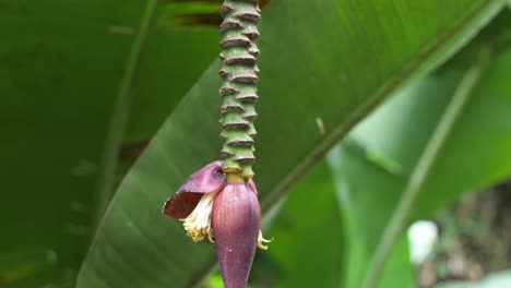 Wild-banana-flower-blossom-or-banana-bud-at-the-end-of-a-stem