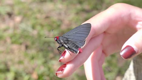 Unusual-red-black-moth-butterfly-sitting-in-sunshine-on-girls-hand-with-manicured-painted-nails