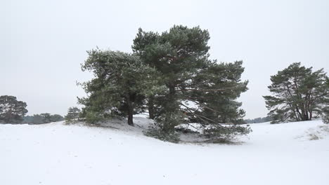 Tree-in-snow-covered-hills---tilt-up