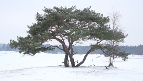 Einzigartiger-Baum-In-Schneebedeckten-Dünen