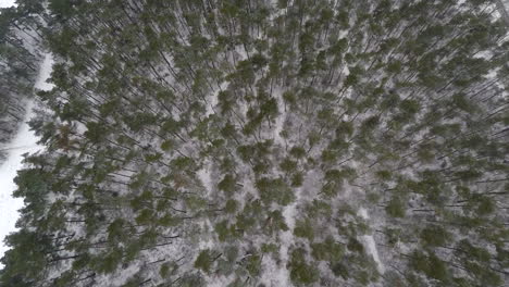 Top-down-shot-of-snow-covered-forest