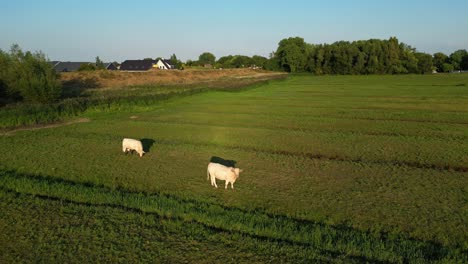 Vacas-Pastando-Y-De-Pie-En-La-Granja-Holandesa-En-Arkel,-Holanda-Del-Sur,-Países-Bajos