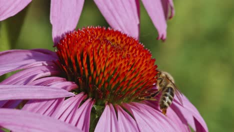 Wildbiene-Sammelt-Pollen-Von-Einer-Purpurroten-Und-Orangefarbenen-Kegelblume