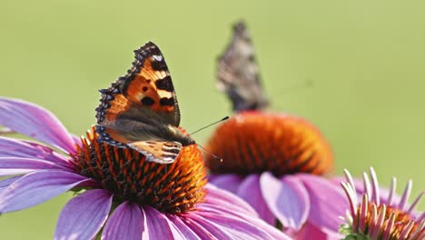 pair-of-two-butterflies-eating-Nectar-From-orange-Coneflower---macro-static-shot