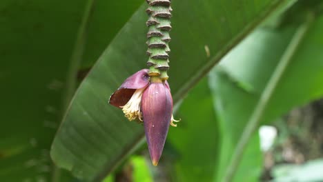 Wild-banana-flower-blossom-or-banana-bud