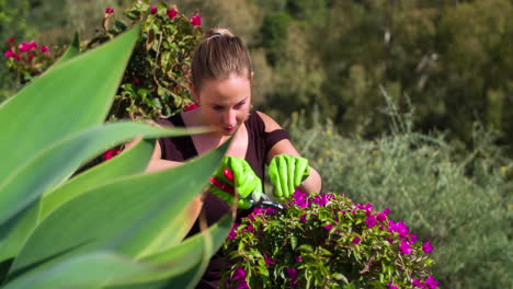 Slow-motion-shot-of-a-caucasian-woman-trimming-hedges-with-purple-flowers-in-a-beautiful-garden