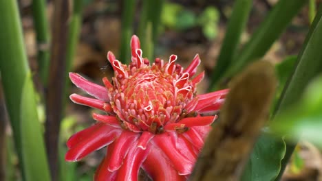 Nahaufnahme-Auf-Roten-Blütenblättern,-Wenn-Eine-Einzelne-Fliege-In-Sicht-Kommt,-Die-Auf-Einem-Blütenblatt-Im-Tempelgarten,-Thailand,-Landet