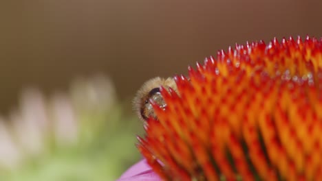 Eine-Wilde-Biene-Taucht-Hinter-Einer-Gewöhnlichen-Nieskrautblume-Auf