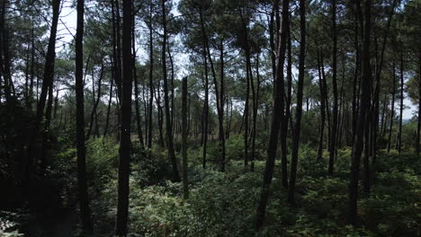 Drone-Pasando-Entre-árboles-De-Chambre-Au-Loup-Pequeño-Valle,-Bosque-Brocéliande,-Bretaña-En-Francia
