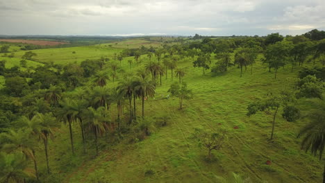 Aerial-shot-of-palm-trees-growing-in-the-wild,-flying-over-people-harvesting-coyol-fruit-to-produce-oil,-shot-in-Brazil