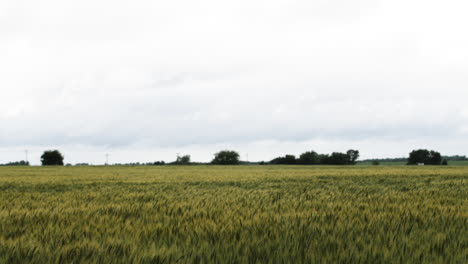 Landscape-of-a-Kansas-farm-land-wheat-field-in-the-summer-with-distant-trees-and-grey,-overcast-sky