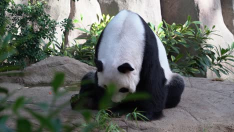 Giant-panda,-ailuropoda-melanoleuca-with-cute-facial-expression,-sitting-on-the-ground,-sticking-its-tongue-out,-yawning-with-its-mouth-wide-open-and-dozing-off-in-bright-daylight