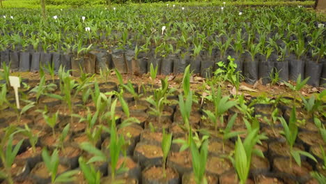 Camera-moves-over-young-coyol-macauba-palm-tree-plants-on-an-oil-production-farm,-ready-for-planting