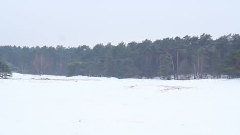 Wide-shot-of-distant-forest-in-snow-covered-dunes