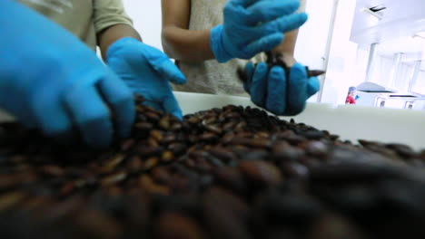 The-Brazilian-superfood,-the-Barukas-nut,-being-sorted-into-a-commercial-container-by-factory-workers