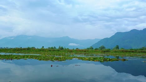 Floating-Water-Lilies-On-Calm-Lake-With-Misty-Mountains-In-Background