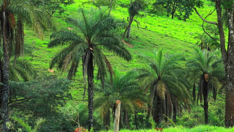 Static-shot-of-coyol,-or-macauba-palm-tree-plantation-in-Brazil-behind-a-fence,-producing-alternative-oil