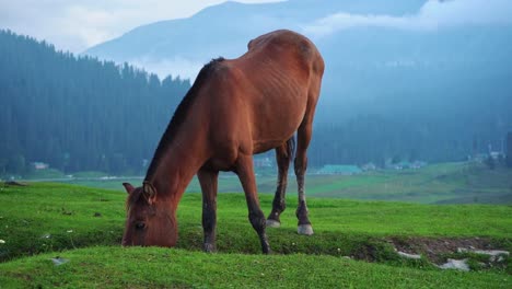 Ein-Braunes-Pferd,-Das-Auf-Grasebenen-In-Khajuraho,-Madhya-Pradesh,-Indien-Weidet