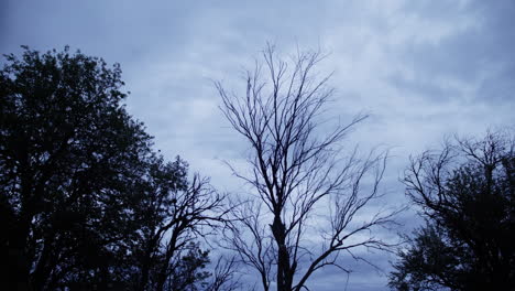 Silhouette-Von-Bäumen-Vor-Einem-Dunkler-Werdenden-Blauen-Himmel