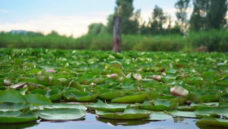 Green-Lotus-In-Calm-Water-Of-Dal-Lake-In-Srinagar,-Jammu-And-Kashmir