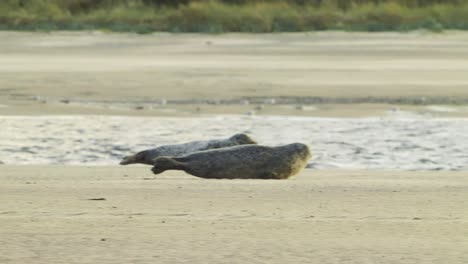 Telephoto-shot-of-group-of-Common-Seals-crawling-heading-to-sea-water-from-beach