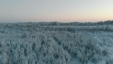 Aerial,-tracking,-drone-shot,-low,-over-snowy-trees,-above-finnish-forest,-at-dusk,-on-a-sunny,-winter-evening,-at-lake-Saimaa,-Vuoniemi-cape,-in-North-Karelia,-Finland